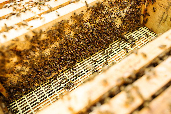 포토 JPG 농업 사람없음 야외 꿀벌 벌 가득함 체코 꿀 벌집 벌꿀 양봉 양봉업 국내포토 유럽 산업 곤충 벌_곤충 파일형식