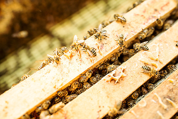 포토 JPG 농업 근접촬영 사람없음 야외 꿀벌 벌 가득함 체코 꿀 벌집 벌꿀 양봉 양봉업 국내포토 유럽 산업 뷰포인트 곤충 벌_곤충 파일형식