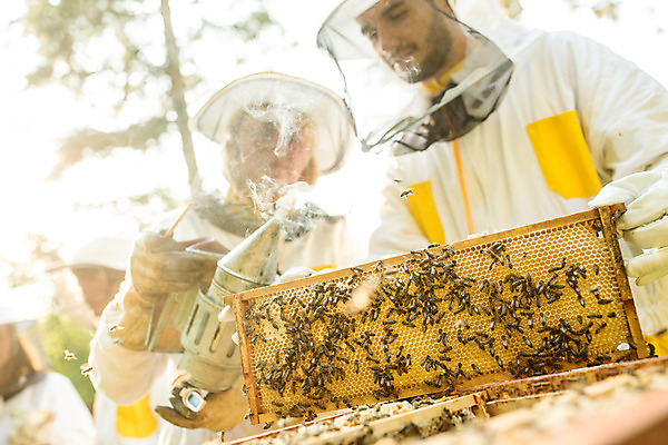 포토 JPG 서양인 외국인 응시 여자 남자 로우앵글 중년 농업 서기 들기 사람 여러명 상반신 성인 야외 앞모습 옆모습 30대 꿀벌 벌 체코 꿀 벌집 벌꿀 양봉 양봉업 국내포토 시선 유럽 산업 뷰포인트 다수 곤충 모션 인종 장년 벌_곤충 파일형식