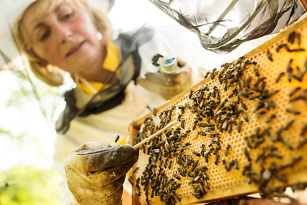 포토 JPG 서양인 외국인 응시 여자 로우앵글 중년 농업 한명 서기 들기 사람 상반신 야외 앞모습 꿀벌 벌 측정 체코 꿀 벌집 벌꿀 양봉 양봉업 중년여자한명만 당도측정기 국내포토 1 시선 유럽 산업 뷰포인트 곤충 모션 인종 성인 기계 벌_곤충 여자한명만 중년여자만 파일형식