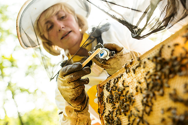 포토 JPG 서양인 외국인 응시 여자 로우앵글 40대 중년 농업 한명 서기 들기 사람 상반신 야외 앞모습 꿀벌 벌 체코 꿀 벌집 벌꿀 양봉 양봉업 중년여자한명만 당도측정기 국내포토 1 시선 유럽 산업 뷰포인트 곤충 모션 인종 성인 기계 벌_곤충 여자한명만 중년여자만 파일형식