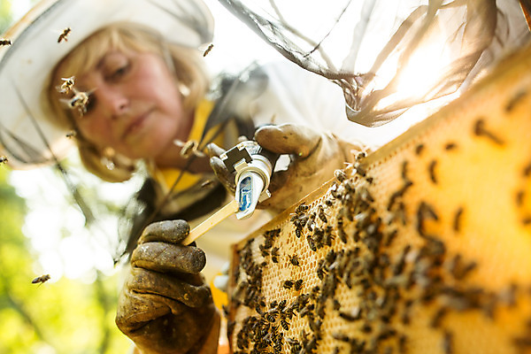 포토 JPG 서양인 외국인 응시 여자 로우앵글 중년 농업 한명 서기 들기 사람 상반신 야외 앞모습 꿀벌 벌 체코 꿀 벌집 벌꿀 양봉 양봉업 중년여자한명만 당도측정기 국내포토 1 시선 유럽 산업 뷰포인트 곤충 모션 인종 성인 기계 벌_곤충 여자한명만 중년여자만 파일형식