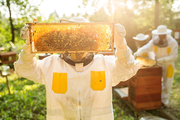 포토 JPG 서양인 외국인 여자 남자 농업 들기 사람 상반신 20대 성인 야외 앞모습 세명 30대 꿀벌 벌 체코 꿀 벌집 벌꿀 양봉 양봉업 성인만 국내포토 유럽 산업 뷰포인트 곤충 모션 인종 청년 장년 벌_곤충 파일형식