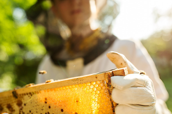 포토 JPG 서양인 외국인 로우앵글 농업 한명 서기 들기 사람 상반신 20대 성인 야외 앞모습 꿀벌 벌 체코 꿀 벌집 벌꿀 양봉 양봉업 성인여자한명만 국내포토 1 유럽 산업 뷰포인트 곤충 모션 인종 청년 벌_곤충 여자한명만 성인여자만 파일형식