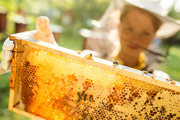 포토 JPG 서양인 외국인 여자 농업 한명 서기 들기 사람 상반신 20대 성인 야외 앞모습 하이앵글 꿀벌 벌 체코 꿀 벌집 벌꿀 양봉 양봉업 성인여자한명만 국내포토 1 유럽 산업 뷰포인트 곤충 모션 인종 청년 벌_곤충 여자한명만 성인여자만 파일형식