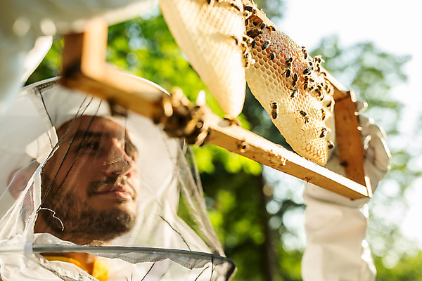포토 JPG 서양인 외국인 남자 농업 한명 서기 들기 사람 상반신 성인 야외 옆모습 30대 꿀벌 벌 체코 꿀 벌집 벌꿀 양봉 양봉업 성인남자한명만 국내포토 1 유럽 산업 뷰포인트 곤충 모션 인종 장년 벌_곤충 남자한명만 성인남자만 파일형식