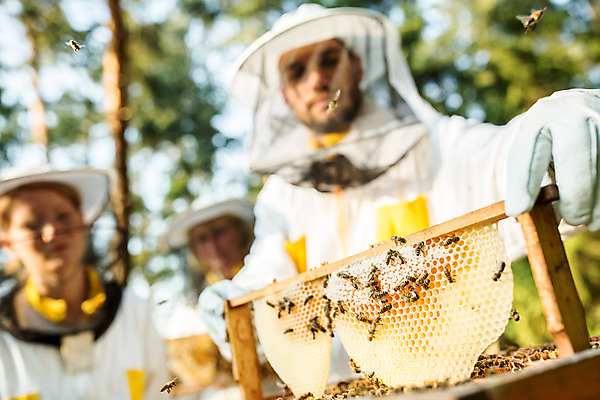 포토 JPG 서양인 외국인 응시 여자 남자 40대 중년 농업 서기 들기 사람 상반신 20대 성인 야외 앞모습 세명 30대 꿀벌 벌 체코 꿀 벌집 넣기 벌꿀 양봉 양봉업 성인만 국내포토 시선 유럽 산업 뷰포인트 곤충 모션 인종 청년 장년 벌_곤충 파일형식