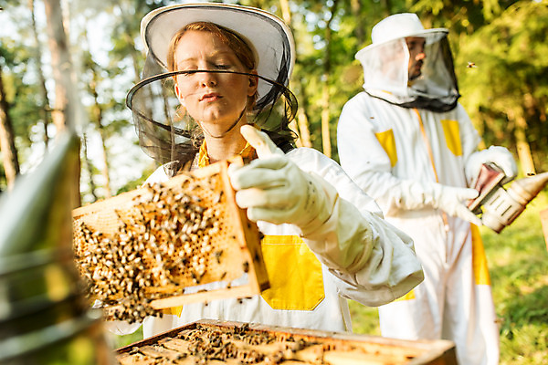 포토 JPG 서양인 외국인 여자 남자 농업 서기 들기 사람 상반신 20대 성인 야외 두명 앞모습 옆모습 30대 잡기 꿀벌 벌 체코 꿀 벌집 벌꿀 양봉 양봉업 성인만 국내포토 유럽 산업 뷰포인트 곤충 모션 인종 청년 장년 벌_곤충 파일형식