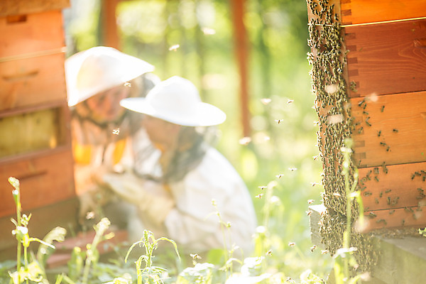 포토 JPG 전신 서양인 외국인 응시 여자 어린이 40대 중년 농업 사람 앉기 소녀 야외 두명 옆모습 꿀벌 벌 체코 꿀 벌집 벌꿀 양봉 양봉업 여자만 국내포토 시선 유럽 산업 뷰포인트 곤충 모션 인종 성인 벌_곤충 파일형식