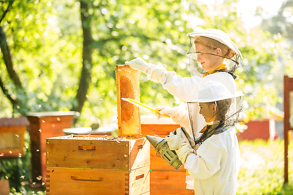 포토 JPG 서양인 외국인 응시 어린이 농업 서기 미소 들기 사람 상반신 20대 성인 야외 옆모습 솔 꿀벌 벌 체코 꿀 벌집 벌꿀 양봉 양봉업 국내포토 시선 유럽 산업 뷰포인트 곤충 모션 표정 인종 청년 벌_곤충 파일형식