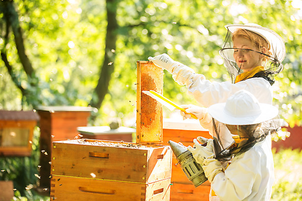 포토 JPG 서양인 외국인 응시 여자 어린이 농업 서기 미소 들기 사람 소녀 상반신 20대 성인 야외 두명 옆모습 솔 꿀벌 벌 체코 꿀 벌집 벌꿀 양봉 양봉업 여자만 국내포토 시선 유럽 산업 뷰포인트 곤충 모션 표정 인종 청년 벌_곤충 파일형식
