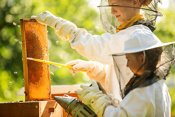 포토 JPG 서양인 외국인 응시 여자 어린이 농업 서기 들기 사람 소녀 상반신 20대 야외 두명 옆모습 솔 꿀벌 벌 체코 꿀 벌집 벌꿀 양봉 양봉업 여자만 국내포토 시선 유럽 산업 뷰포인트 곤충 모션 인종 청년 벌_곤충 파일형식
