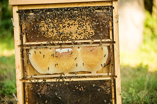 포토 JPG 농업 사람없음 야외 꿀벌 벌 가득함 체코 꿀 벌집 벌꿀 양봉 양봉업 국내포토 유럽 산업 곤충 벌_곤충 파일형식