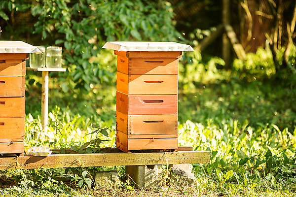 포토 JPG 농업 사람없음 야외 꿀벌 숲 체코 꿀 벌집 벌꿀 양봉 양봉업 국내포토 유럽 산업 벌_곤충 파일형식