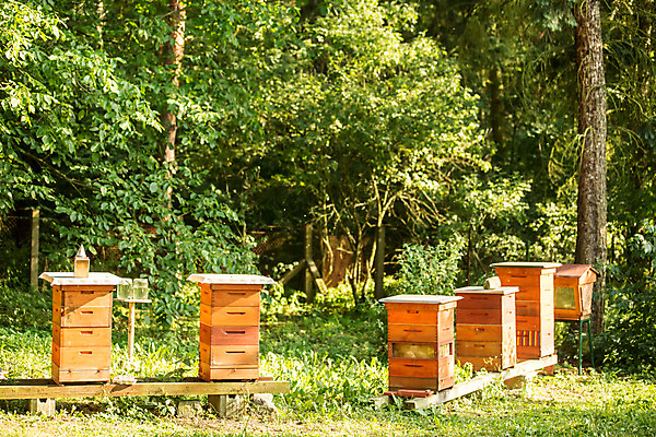 포토 JPG 농업 사람없음 야외 꿀벌 숲 체코 꿀 벌집 벌꿀 양봉 양봉업 국내포토 유럽 산업 벌_곤충 파일형식