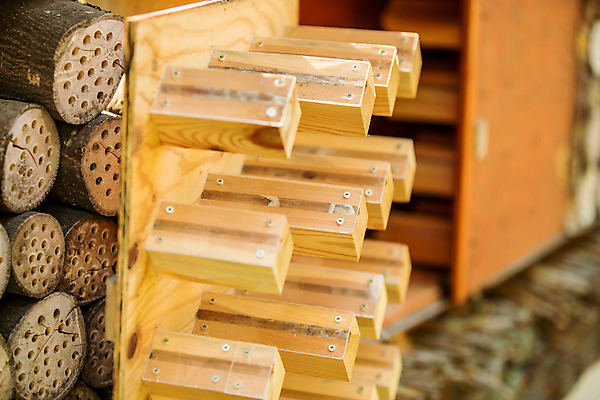 포토 JPG 나무 농업 사람없음 야외 구멍 꿀벌 체코 나무판자 꿀 벌꿀 양봉 양봉업 국내포토 식물 유럽 산업 목재 벌_곤충 파일형식