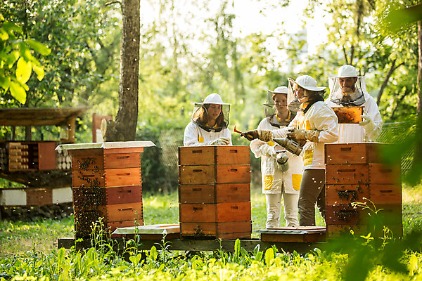 포토 JPG 전신 서양인 외국인 응시 여자 남자 40대 중년 농업 서기 들기 사람 여러명 20대 성인 야외 앞모습 옆모습 30대 꿀벌 벌 체코 꿀 벌집 벌꿀 양봉 양봉업 국내포토 시선 유럽 산업 뷰포인트 다수 곤충 모션 인종 청년 장년 벌_곤충 파일형식