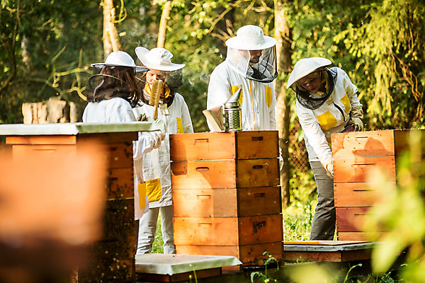 포토 JPG 전신 서양인 외국인 응시 여자 남자 40대 중년 농업 서기 사람 여러명 20대 성인 야외 옆모습 뒷모습 30대 꿀벌 벌 체코 꿀 벌집 벌꿀 양봉 양봉업 국내포토 시선 유럽 산업 뷰포인트 다수 곤충 모션 인종 청년 장년 벌_곤충 파일형식