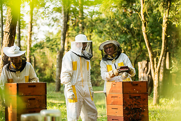 포토 JPG 서양인 외국인 응시 여자 남자 40대 중년 농업 설명 서기 사람 상반신 20대 성인 야외 앞모습 옆모습 세명 30대 꿀벌 벌 체코 꿀 벌집 벌꿀 양봉 양봉업 성인만 국내포토 시선 유럽 산업 뷰포인트 곤충 모션 인종 청년 장년 벌_곤충 파일형식