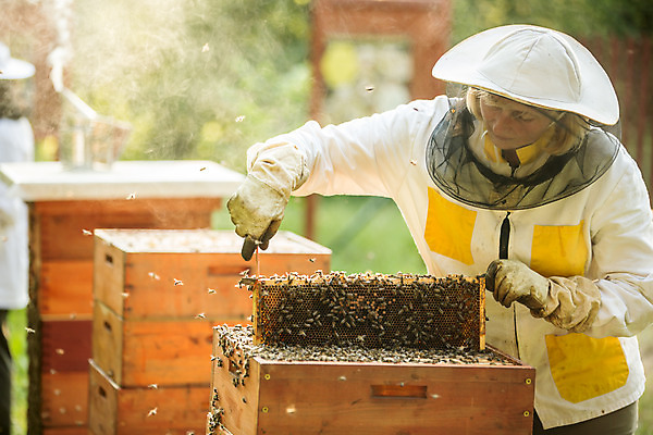 포토 JPG 서양인 외국인 응시 여자 40대 중년 농업 한명 서기 들기 사람 상반신 야외 앞모습 꿀벌 벌 체코 꿀 벌집 꺼내기 벌꿀 양봉 양봉업 중년여자한명만 국내포토 1 시선 유럽 산업 뷰포인트 곤충 모션 인종 성인 벌_곤충 여자한명만 중년여자만 파일형식