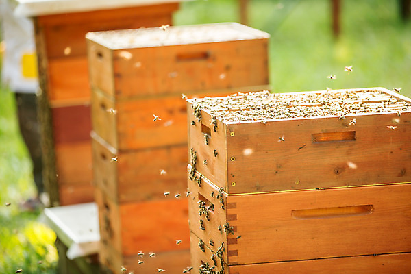 포토 JPG 농업 사람없음 야외 꿀벌 벌 체코 꿀 벌집 벌꿀 양봉 양봉업 국내포토 유럽 산업 곤충 벌_곤충 파일형식