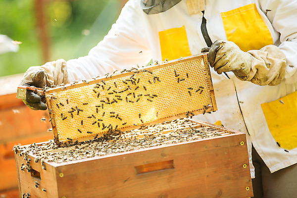 포토 JPG 서양인 외국인 손 여자 40대 중년 농업 한명 서기 들기 사람 상반신 야외 앞모습 꿀벌 벌 체코 꿀 벌집 꺼내기 벌꿀 양봉 양봉업 중년여자한명만 국내포토 1 유럽 산업 뷰포인트 곤충 모션 인종 성인 신체부위 벌_곤충 여자한명만 중년여자만 파일형식