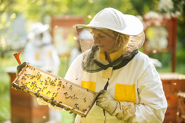 포토 JPG 서양인 외국인 여자 40대 중년 농업 한명 서기 들기 사람 상반신 야외 앞모습 꿀벌 벌 체코 꿀 벌집 벌꿀 양봉 양봉업 중년여자한명만 국내포토 1 유럽 산업 뷰포인트 곤충 모션 인종 성인 벌_곤충 여자한명만 중년여자만 파일형식