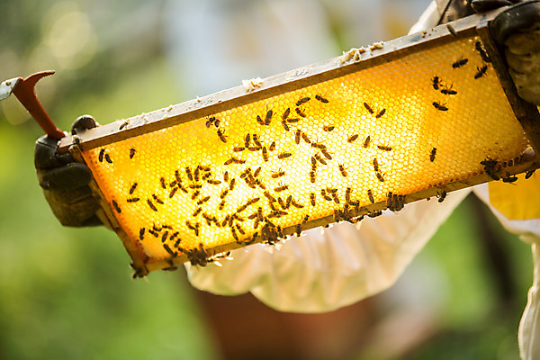 포토 JPG 서양인 외국인 손 여자 40대 중년 농업 한명 서기 들기 사람 상반신 야외 앞모습 신체부위 꿀벌 벌 체코 꿀 벌집 벌꿀 양봉 양봉업 중년여자한명만 국내포토 1 유럽 산업 뷰포인트 곤충 모션 인종 성인 벌_곤충 여자한명만 중년여자만 파일형식