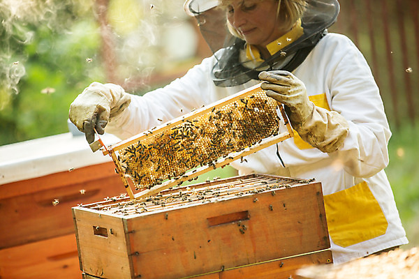 포토 JPG 서양인 외국인 응시 여자 40대 중년 농업 한명 서기 들기 사람 상반신 야외 앞모습 꿀벌 벌 체코 꿀 벌집 벌꿀 양봉 양봉업 중년여자한명만 국내포토 1 시선 유럽 산업 뷰포인트 곤충 모션 인종 성인 벌_곤충 여자한명만 중년여자만 파일형식