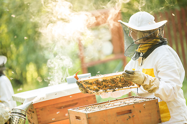 포토 JPG 서양인 외국인 손 응시 여자 40대 중년 농업 한명 서기 들기 사람 상반신 야외 옆모습 꿀벌 벌 체코 꿀 벌집 벌꿀 양봉 양봉업 중년여자한명만 국내포토 1 시선 유럽 산업 뷰포인트 곤충 모션 인종 성인 신체부위 벌_곤충 여자한명만 중년여자만 파일형식