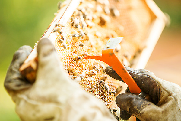 포토 JPG 서양인 외국인 손 여자 40대 중년 농업 한명 서기 들기 사람 야외 신체부위 잡기 꿀벌 벌 체코 꿀 벌집 벌꿀 양봉 양봉업 중년여자한명만 국내포토 1 유럽 산업 곤충 모션 인종 성인 벌_곤충 여자한명만 중년여자만 파일형식