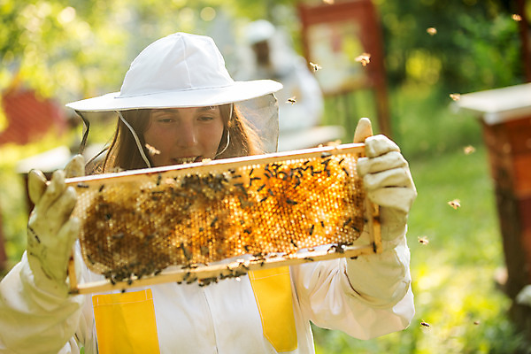 포토 JPG 서양인 외국인 손 응시 여자 농업 한명 서기 들기 사람 상반신 20대 성인 야외 앞모습 잡기 꿀벌 벌 체코 꿀 벌집 벌꿀 양봉 양봉업 성인여자한명만 국내포토 1 시선 유럽 산업 뷰포인트 곤충 모션 인종 청년 신체부위 벌_곤충 여자한명만 성인여자만 파일형식