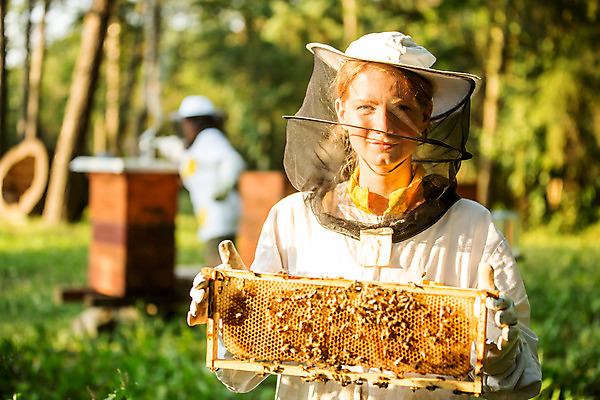 포토 JPG 서양인 외국인 손 응시 여자 농업 한명 서기 들기 사람 상반신 20대 성인 야외 앞모습 잡기 꿀벌 벌 체코 꿀 벌집 벌꿀 양봉 양봉업 성인여자한명만 국내포토 1 시선 유럽 산업 뷰포인트 곤충 모션 인종 청년 신체부위 벌_곤충 여자한명만 성인여자만 파일형식