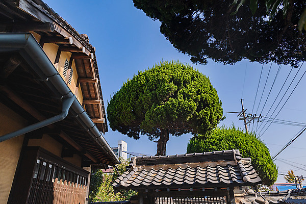 포토 JPG 주간 나무 로우앵글 고건축 지붕 풍경 사람없음 야외 관광지 국내여행 군산 군산신흥동일본식가옥 국내포토 자연요소 식물 건축물 뷰포인트 여행 전라북도 일본가옥 파일형식