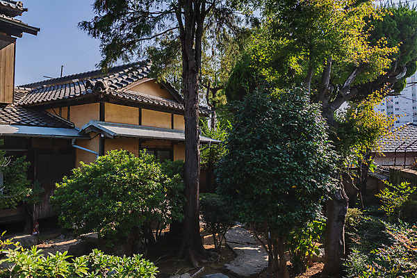 포토 JPG 주간 나무 고건축 풍경 사람없음 야외 관광지 국내여행 군산 군산신흥동일본식가옥 국내포토 자연요소 식물 건축물 여행 전라북도 일본가옥 파일형식