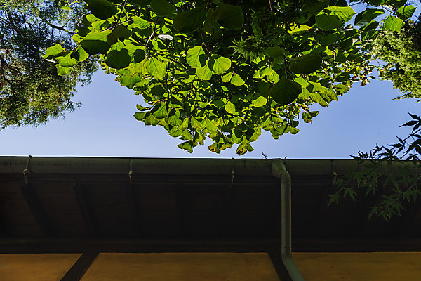 포토 JPG 주간 나무 로우앵글 고건축 잎 하늘 나뭇잎 풍경 사람없음 야외 관광지 국내여행 군산 군산신흥동일본식가옥 국내포토 자연요소 식물 건축물 뷰포인트 여행 전라북도 일본가옥 파일형식