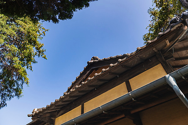 포토 JPG 주간 나무 로우앵글 고건축 하늘 지붕 풍경 사람없음 야외 관광지 국내여행 군산 군산신흥동일본식가옥 국내포토 자연요소 식물 건축물 뷰포인트 여행 전라북도 일본가옥 파일형식