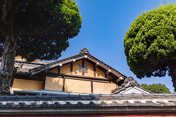 포토 JPG 주간 나무 로우앵글 고건축 하늘 풍경 사람없음 야외 관광지 국내여행 군산 군산신흥동일본식가옥 국내포토 자연요소 식물 건축물 뷰포인트 여행 전라북도 일본가옥 파일형식