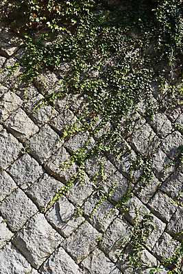 포토 JPG 주간 고건축 풍경 사람없음 야외 관광지 덩굴 돌벽 국내여행 군산 군산신흥동일본식가옥 국내포토 자연요소 식물 건축물 벽 여행 전라북도 일본가옥 파일형식