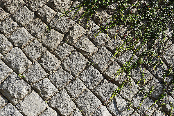 포토 JPG 주간 고건축 풍경 사람없음 야외 관광지 덩굴 돌벽 국내여행 군산 군산신흥동일본식가옥 국내포토 자연요소 식물 건축물 벽 여행 전라북도 일본가옥 파일형식