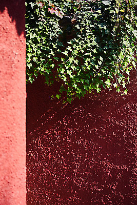 포토 JPG 주간 벽 고건축 풍경 사람없음 야외 관광지 덩굴 국내여행 군산 군산신흥동일본식가옥 국내포토 자연요소 식물 건축물 여행 전라북도 일본가옥 파일형식