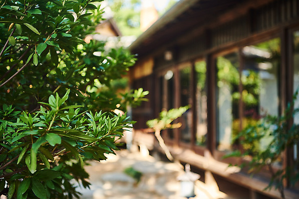 포토 JPG 주간 고건축 잎 풍경 근접촬영 사람없음 야외 아웃포커스 관광지 국내여행 군산 군산신흥동일본식가옥 국내포토 자연요소 식물 건축물 뷰포인트 여행 촬영기법 전라북도 일본가옥 파일형식