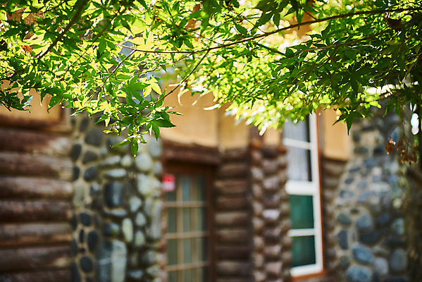 포토 JPG 주간 나무 고건축 잎 풍경 사람없음 야외 아웃포커스 관광지 국내여행 군산 이영춘가옥 국내포토 자연요소 식물 건축물 여행 촬영기법 문화재 전라북도 파일형식