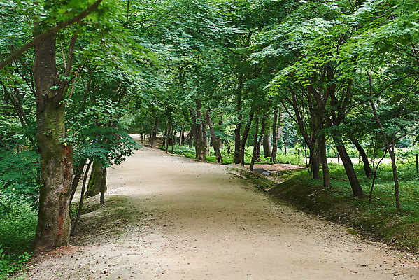 포토 JPG 주간 나무 한국전통 여행 유적지 풍경 사람없음 야외 여름 관광지 산책로 김포장릉 국내포토 자연요소 식물 전통 계절 길 고건축 한국 왕릉 김포 파일형식