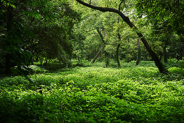 포토 JPG 주간 나무 한국전통 여행 유적지 풍경 사람없음 야외 초록색 여름 관광지 산책로 김포장릉 국내포토 자연요소 식물 전통 계절 길 컬러 고건축 한국 왕릉 김포 파일형식