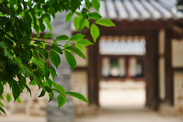 포토 JPG 주간 한국전통 여행 잎 유적지 풍경 근접촬영 사람없음 야외 아웃포커스 여름 관광지 세계문화유산 문화재 역사 한국사 조선시대 왕릉 재실 조선왕릉 김포장릉 인헌왕후 원종 국내포토 자연요소 식물 전통 계절 뷰포인트 고건축 한국 촬영기법 왕 김포 파일형식 왕후