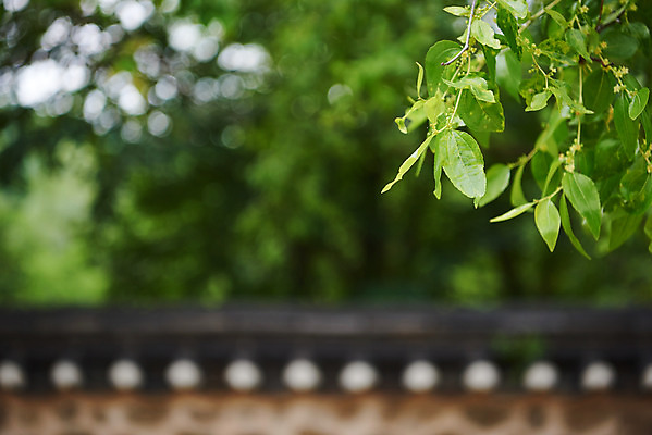 포토 JPG 주간 나무 한국전통 여행 유적지 나뭇잎 풍경 근접촬영 사람없음 야외 아웃포커스 여름 관광지 세계문화유산 문화재 역사 한국사 조선시대 왕릉 재실 조선왕릉 김포장릉 인헌왕후 원종 국내포토 자연요소 식물 전통 계절 뷰포인트 고건축 잎 한국 촬영기법 왕 김포 파일형식 왕후