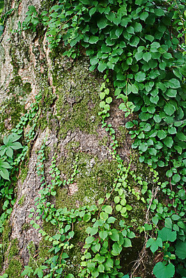 포토 JPG 주간 한국전통 여행 유적지 풍경 사람없음 야외 초록색 여름 관광지 산책로 덩굴 김포장릉 국내포토 자연요소 식물 전통 계절 길 컬러 고건축 한국 왕릉 김포 파일형식