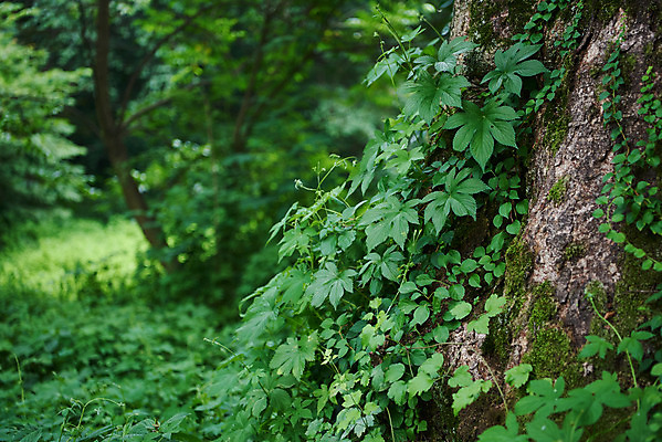 포토 JPG 주간 한국전통 여행 유적지 풍경 사람없음 야외 초록색 여름 관광지 산책로 덩굴 김포장릉 국내포토 자연요소 식물 전통 계절 길 컬러 고건축 한국 왕릉 김포 파일형식