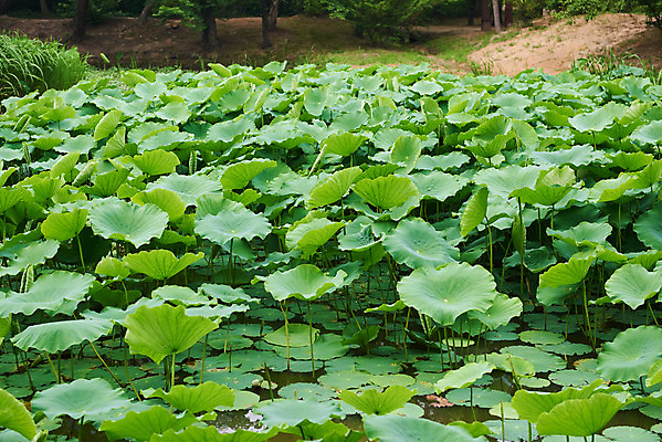 포토 JPG 주간 한국전통 여행 유적지 풍경 사람없음 야외 초록색 여름 관광지 산책로 연못 연잎 김포장릉 국내포토 자연요소 전통 계절 길 컬러 고건축 잎 한국 왕릉 김포 파일형식